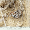 melitaea persea tovuz female 2